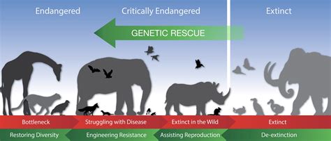 Conservation Needs of the Critically Endangered .